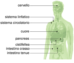 benefici del pane all'orzo